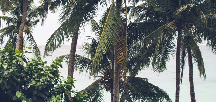Palmen auf Boracay